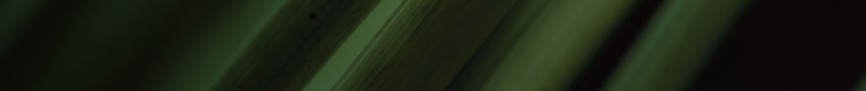 headerimg8.jpg