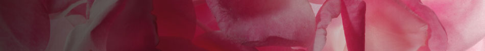 headerimg2.jpg